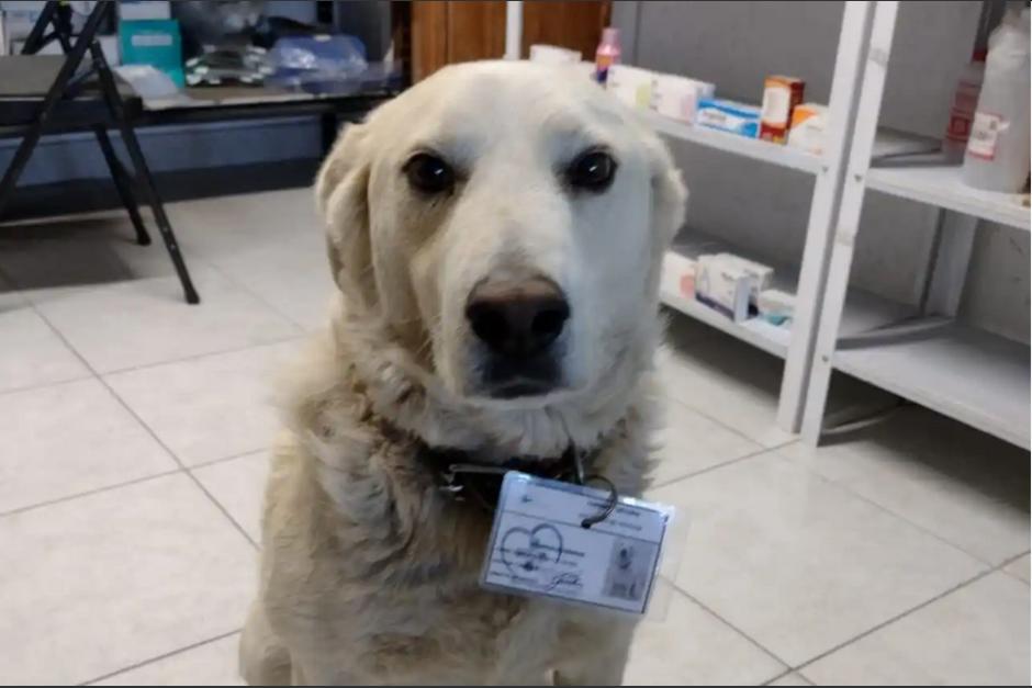 El perro ahora se encarga de la seguridad de los empleados y visitantes. (Foto: Noticieros Televisa)