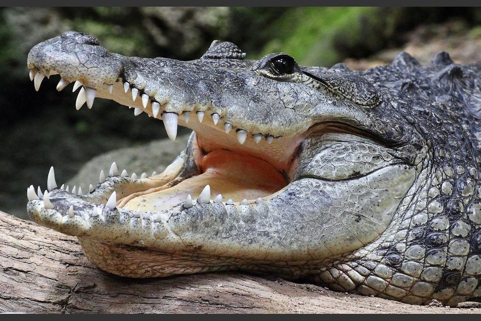Un cocodrilo fue captado en el Parque Nacional Tikal. (Foto: ilustrativa / archivo)&nbsp;