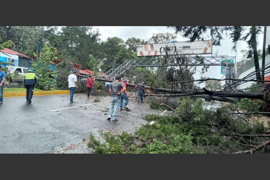Un árbol de grandes proporciones cayó sobre dos motoristas, quienes resultaron heridos. (Foto: Municipalidad de Mixco)