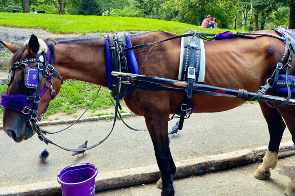 El caballo parece no tener las condiciones para trabajar y jalar una carreta. (Foto: New York Post)