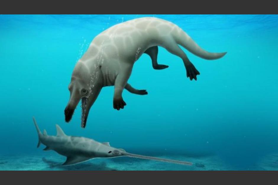 Cient&iacute;ficos localizaron restos de una ballena con cuatro patas y enterrada durante millones de a&ntilde;os. (Foto: cnnespa&ntilde;ol.cnn.com)