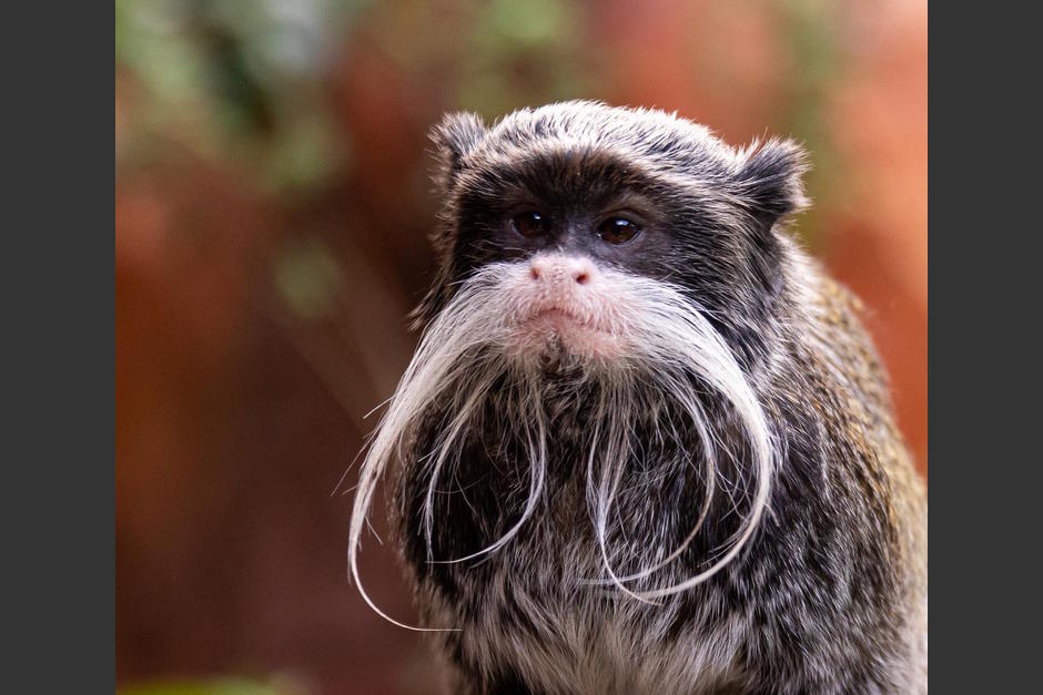 El Zoológico La Aurora presentó a su nueva especie "Mono Titi Emperador". (Foto: Zoológico La Aurora)