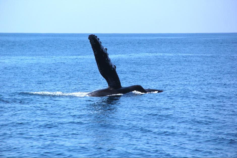 En Guatemala todo el a&ntilde;o puede avistarse ballenas, aunque la &eacute;poca especial es entre diciembre y marzo. (Foto: archivo)&nbsp;