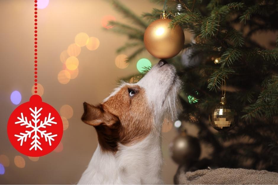 El personal de los albergues cuida de los animales los 365 d&iacute;as del a&ntilde;o (Imagen Ilustrativa: Shutterstock - Canva)