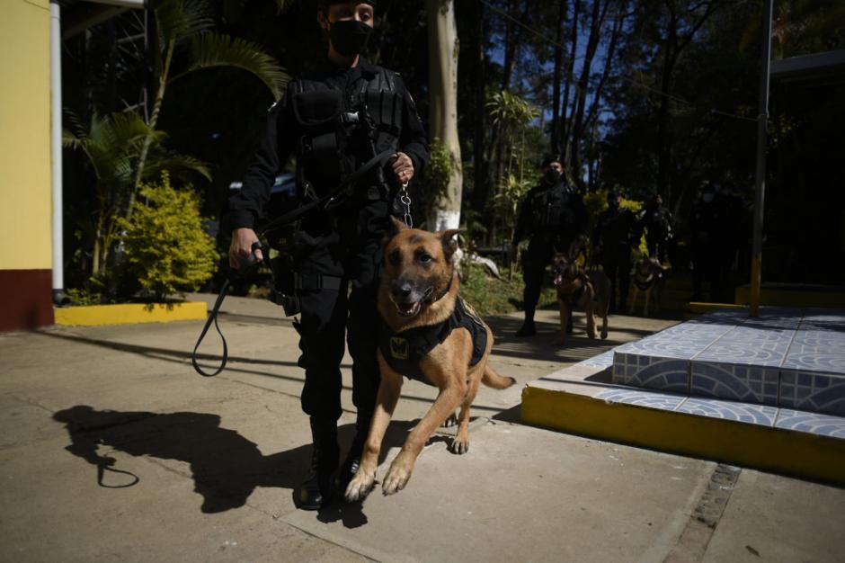 Los agentes caninos fueron jubilados. (Foto: Wilder López/Soy502) 
