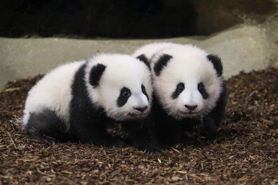 Huanlili y Yuandudu nacieron en Francia. (Foto: Daily Sabah)