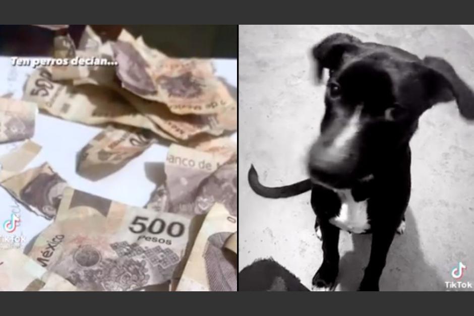 Graban a perros que se comieron los billetes del aguinaldo de su dueña en México. (Foto:&nbsp;heraldodemexico.com.mx)