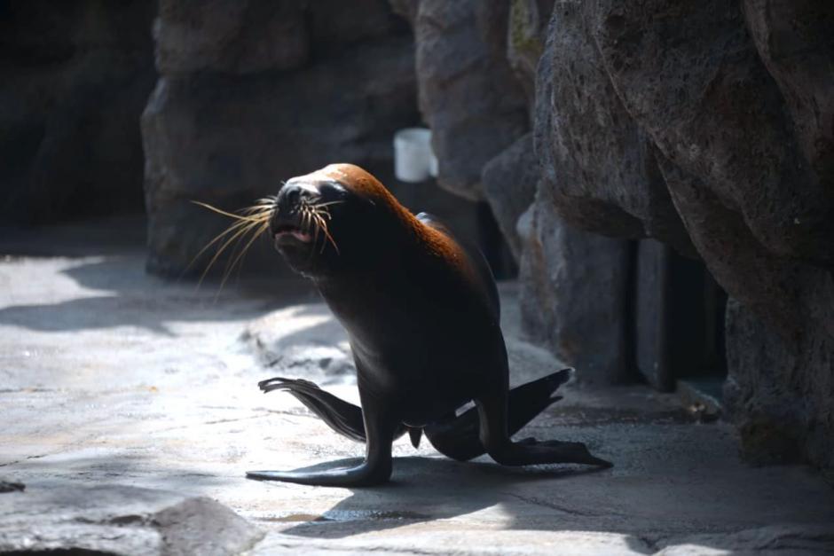 Los leones marinos llegaron a Guatemala en octubre &uacute;ltimo. (Foto: Archivo/Soy502)&nbsp;