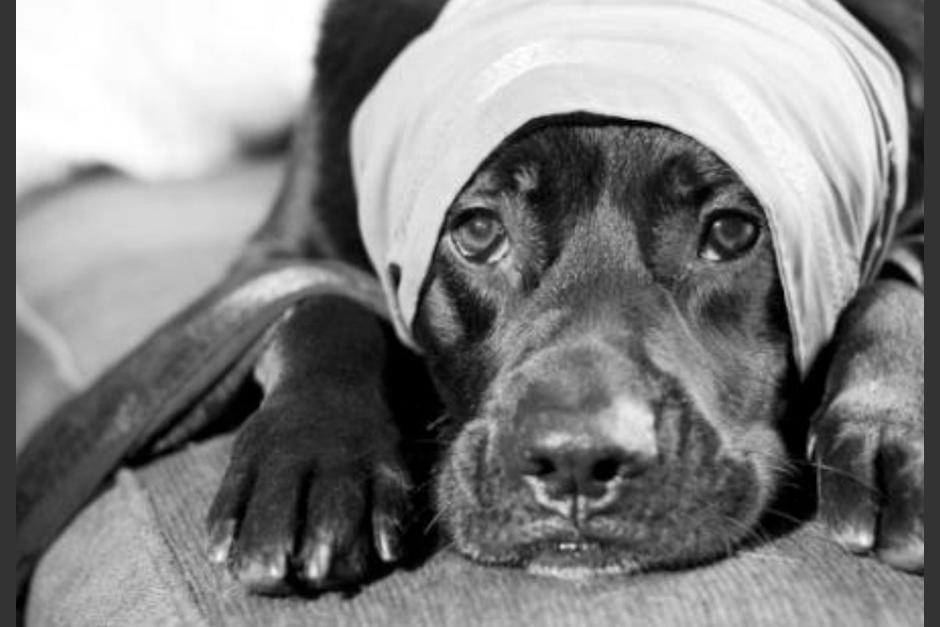 Perro Morting Perro fallece tras ser atacado con un mortero