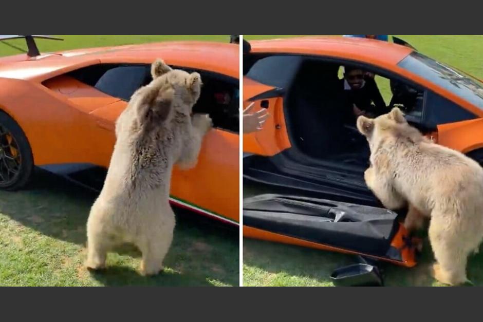 Un oso cachorro arrancó la puerta de un carro lujoso. (Foto: Captura de pantalla)