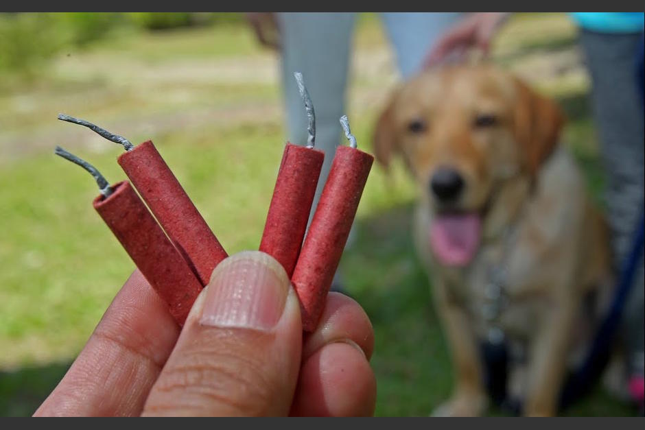Cámara de seguridad capta agresión en contra de un grupo de perros en Quetzaltenango. (Foto ilustrativa: La Nación)