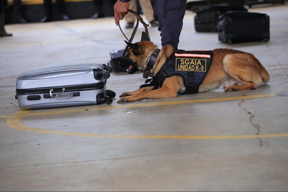 Estados Unidos donó nueve perros para que se unan a los guías K-9 en la búsqueda de narcóticos. (Foto: PNC)