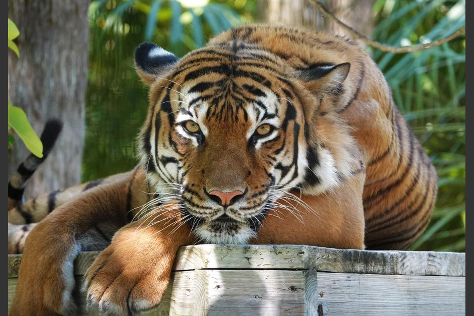 El felino tuvo que ser sacrificado para rescatar al cuidador. (Foto: AFP)