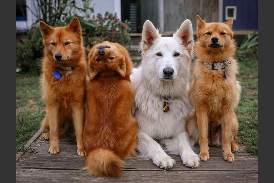Kiko es el perro que sorprende en redes sociales por su habilidad para girar el cuello. (Foto: Instagram&nbsp;kayatheshepherd)&nbsp;