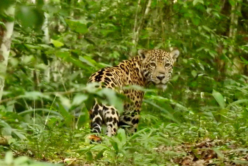 Una cámara trampa captó el momento en que un jaguar caza durante la noche. (Foto: Francisco Asturias/Cortesía)&nbsp;