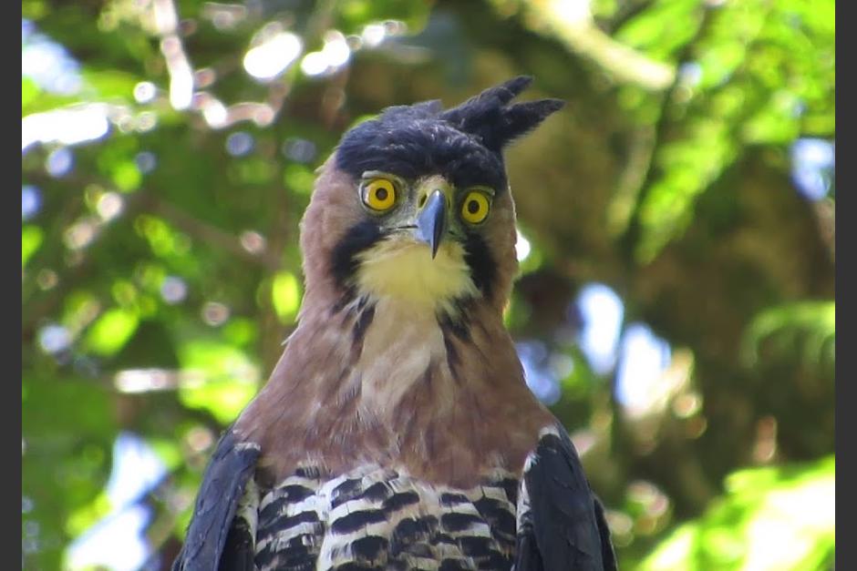 El águila penachuda es rapaz y se alimenta de otras aves pequeñas. (Foto:&nbsp;Organization for Tropical Studies)