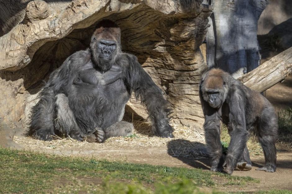 Los gorilas fueron separados de la manada como medida de prevenci&oacute;n. (Foto: San Diego Zoo)