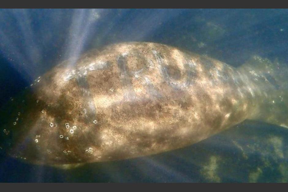 El animal lleva tatuado el apellido del presidente Donald Trump en su espalda. (Foto: Citrus Country Chronicle)