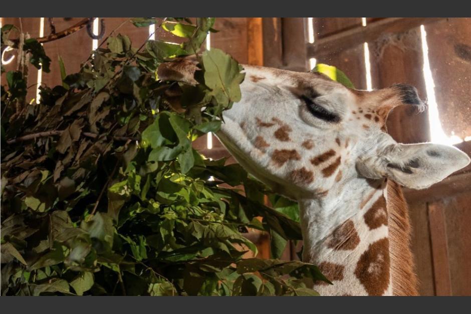 Para ser voluntario tienes que amar a los animales. (Foto: Zoológico La Aurora)