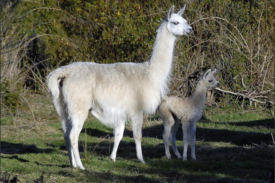 Los anticuerpos que desarrollan las llamas podr&iacute;an ayudar a encontrar un nuevo tratamiento contra el Covid-19. (Foto: Freepik)