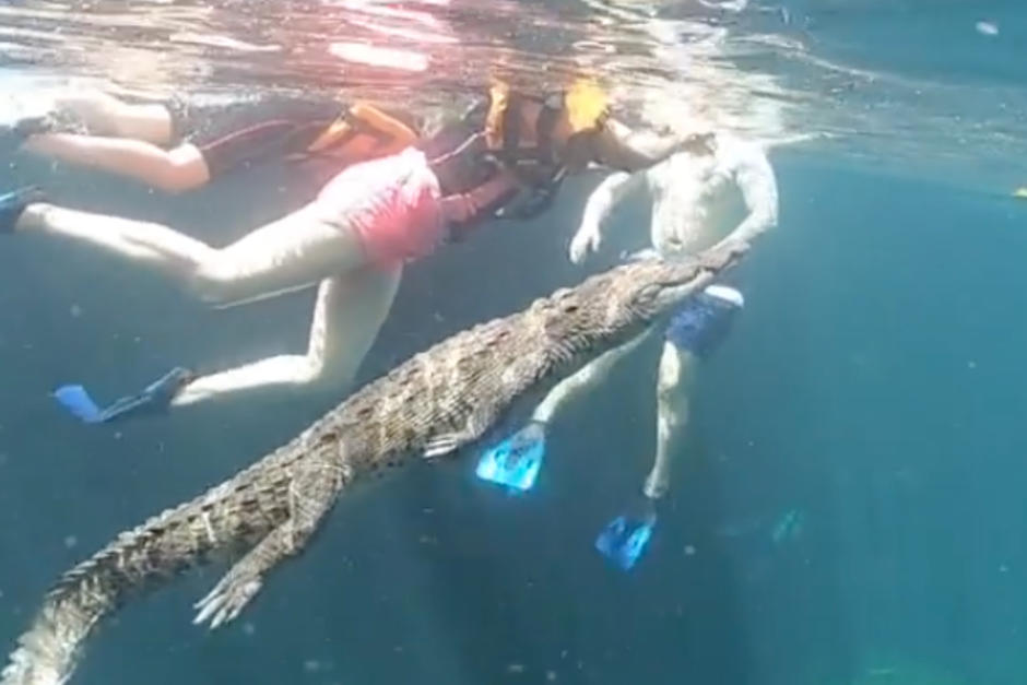 El cocodrilo es conocido como Panchito, y vive en un cenote de Tulum, M&eacute;xico. (Foto: Instagram)