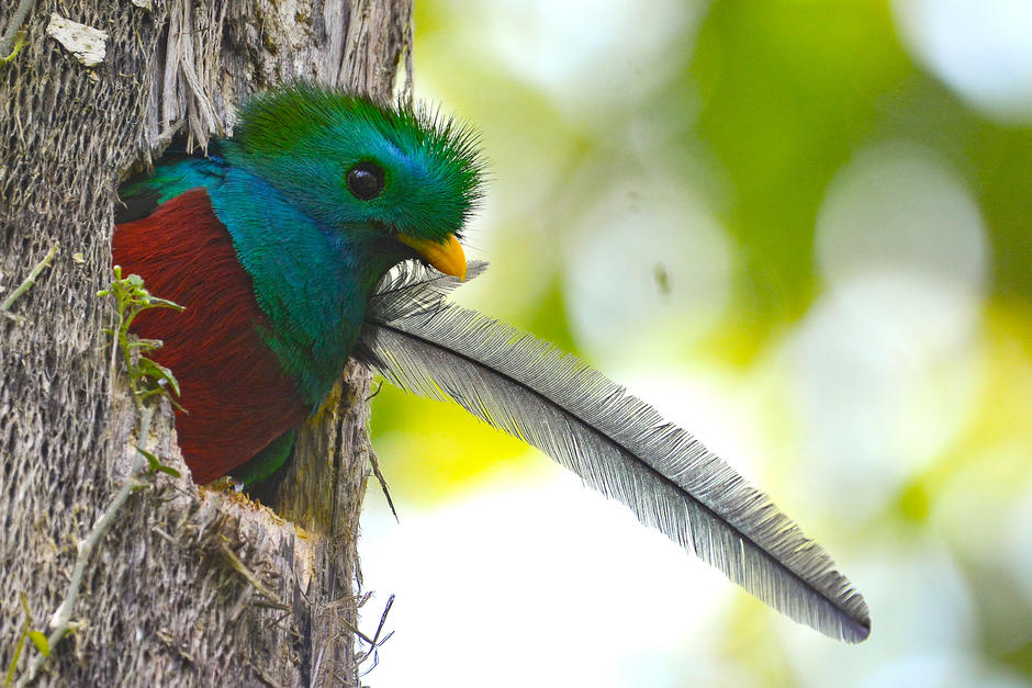 El ave nacional sorprendió al guardarrecursos que no dudó en documentar el suceso y compartirlo en redes sociales. (Foto: Conap/María José Lou)