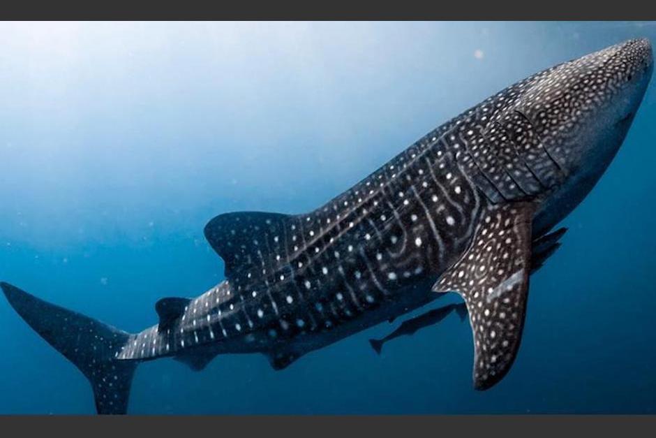 De enero a junio se pueden hacer avistamientos impresionantes en el Pac&iacute;fico de Guatemala. (Foto:&nbsp;www.nationalgeographic.es)