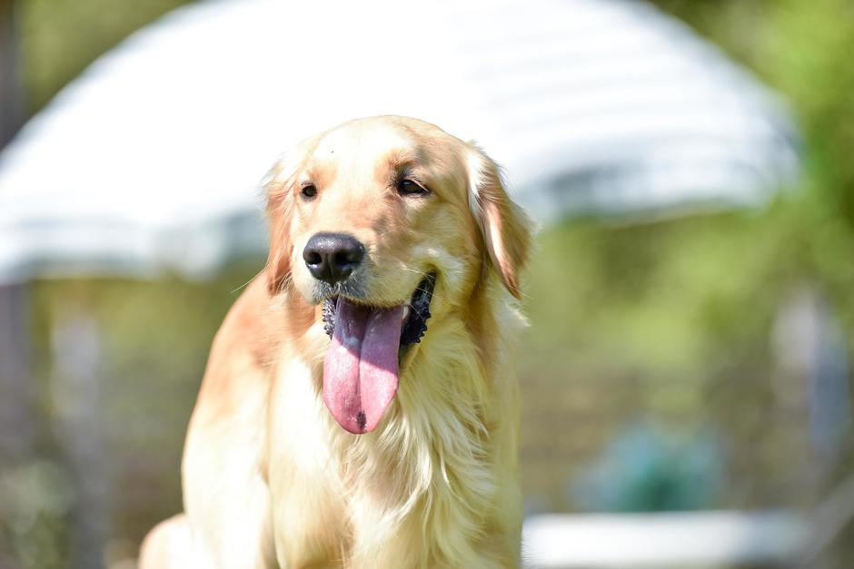 Los amos de Billy pensaron que se hab&iacute;a lastimado la pata, pero solo imitaba a su due&ntilde;o. (Foto: Shutterstock)