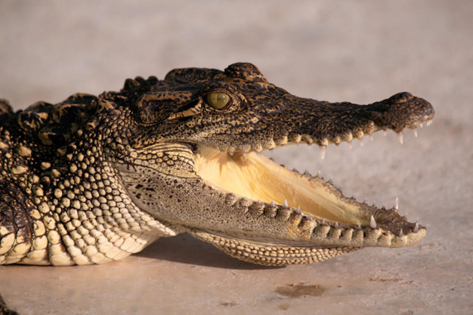 El cocodrilo de Siam&nbsp;est&aacute; clasificado como una especie "en peligro cr&iacute;tico de extinci&oacute;n". (Foto ilustrativa: Freepik)
