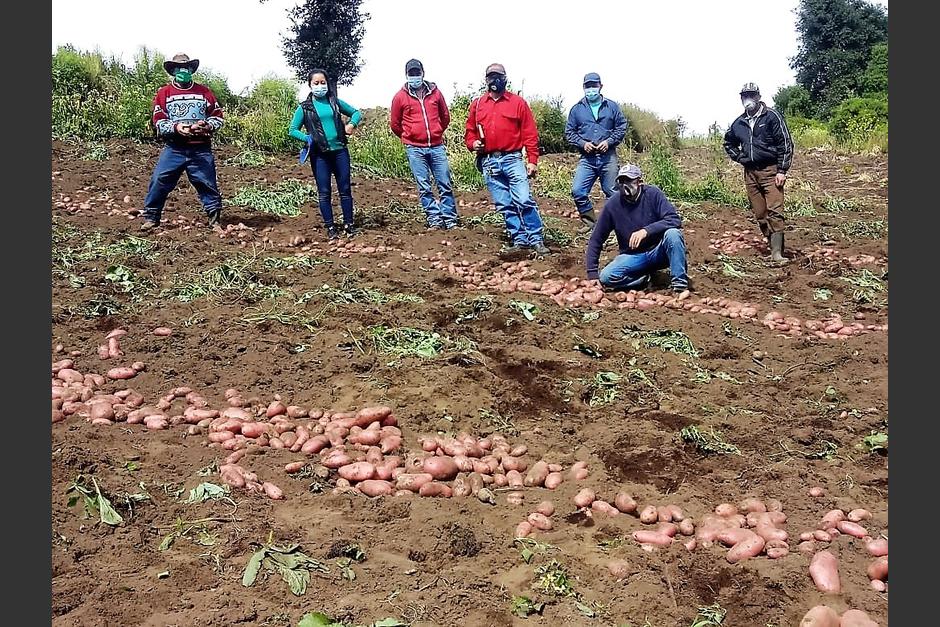Las papas transg&eacute;nicas est&aacute;n siendo promovidas por el MAGA, y fueron desarrolladas en el ICTA. (Foto: MAGA)