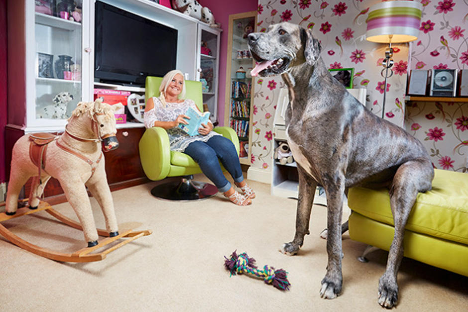 Freddy, el perro que obtuvo un R&eacute;cord Guinness por su altura, muri&oacute; el 27 de enero. (Foto: Guinness World Records)