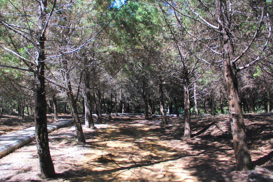 El bosque de cipr&eacute;s y pino fue plantado tras una condena que recibi&oacute; una empresa que contamin&oacute; un r&iacute;o del sector. (Foto: Fredy Hern&aacute;ndez/Soy502)