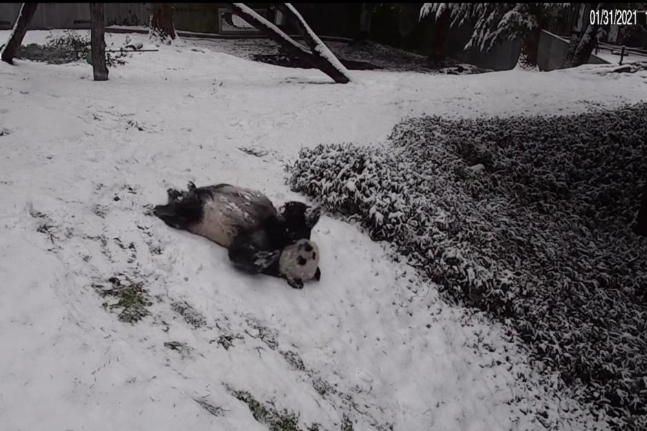 Una gran tormenta de nieve azota Estados Unidos, mientras uno de los osos del zoológico Smithsonian juega en la nieve. (Foto: captura de pantalla)&nbsp;