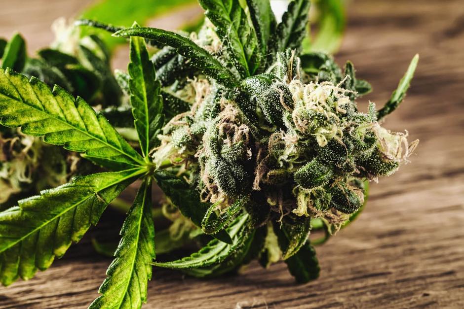 La sequ&iacute;a y la pandemia por coronavirus est&aacute;n afectando la plantaci&oacute;n de marihuana. (Foto: Pexels)