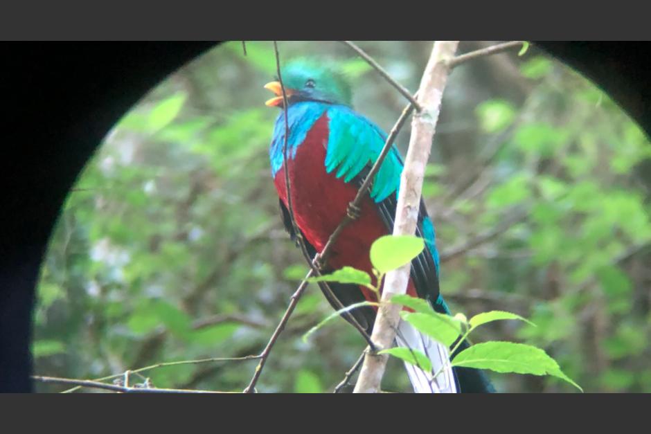 Un guatemalteco compartió las imágenes en sus redes sociales. (Foto: Twitter/@ronnyaventurero)