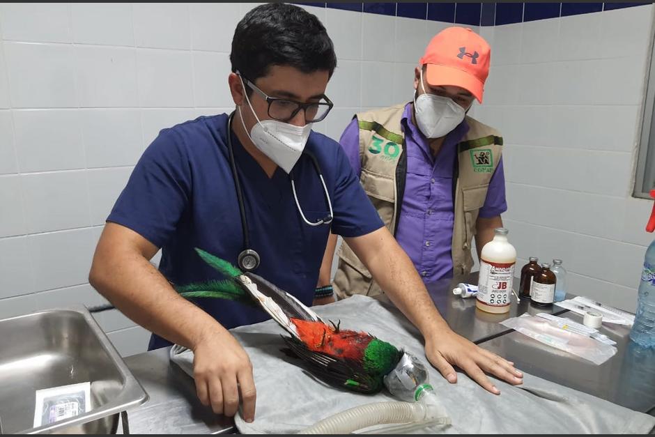 El quetzal fue atendido por veterinarios en Retalhuleu para iniciar su recuperaciÃ³n. (Foto: CONAP)