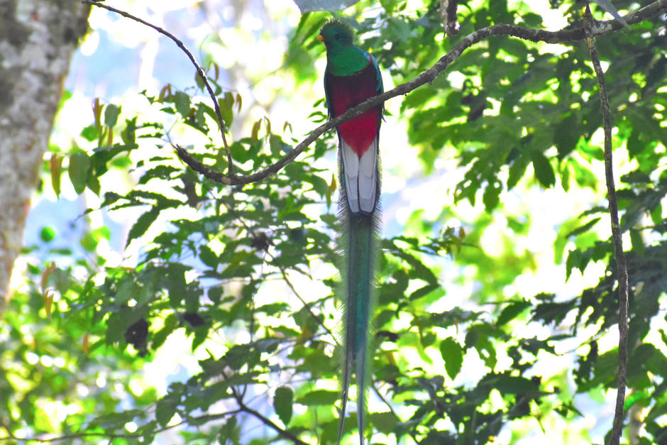 Veterinarios del Irtra apoyaron en las labores estabilizar al ave, pero su salud estaba deteriorada y no resisti&oacute;. (Foto: Fredy Hern&aacute;ndez/Soy502)