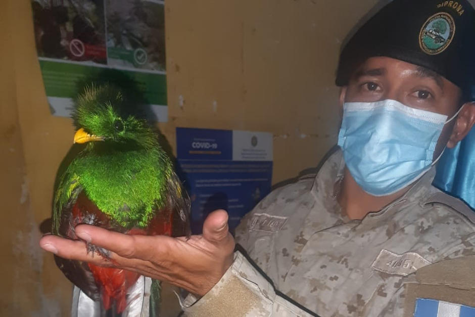 Seg&uacute;n la PNC, el quetzal rescatado en Mazatenango fue ubicado con heridas. (Foto: Mingob)&nbsp;