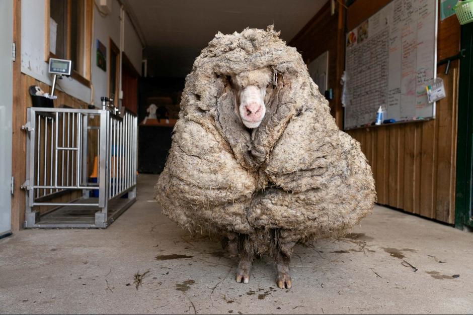 La oveja perteneció a un rebaño, pero nunca pudo volver y se perdió en el bosque hace varios años. (Foto: AFP)