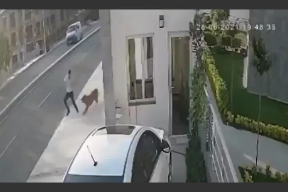 Por escapar del ataque de un perro fue atropellado. (Foto: Captura de pantalla)