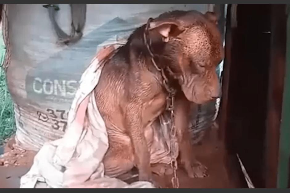 Un hombre secuestró a un perro que sufría de maltrato. (Foto: Instagram)