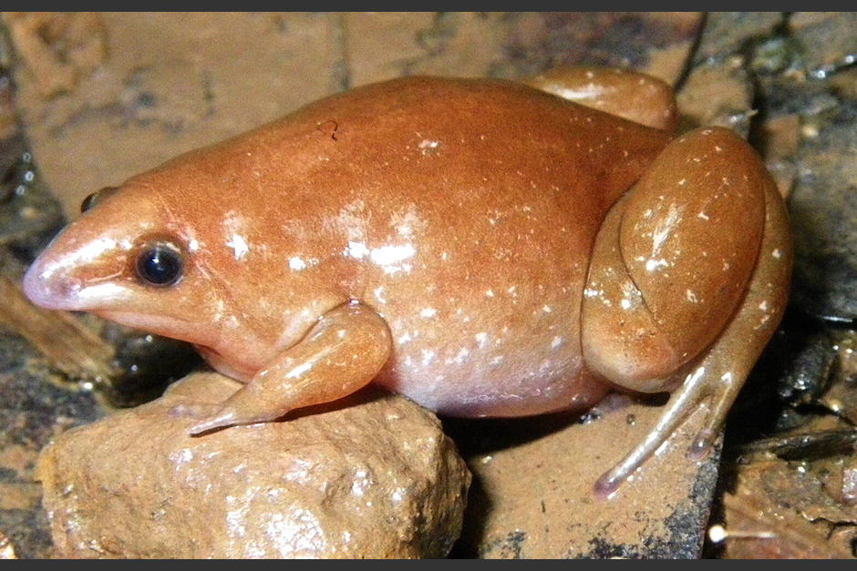 Un científico encontró esta especie mientras hacía una investigación en la selva de Guyana. (Foto: Senckenberg/Hölting)
