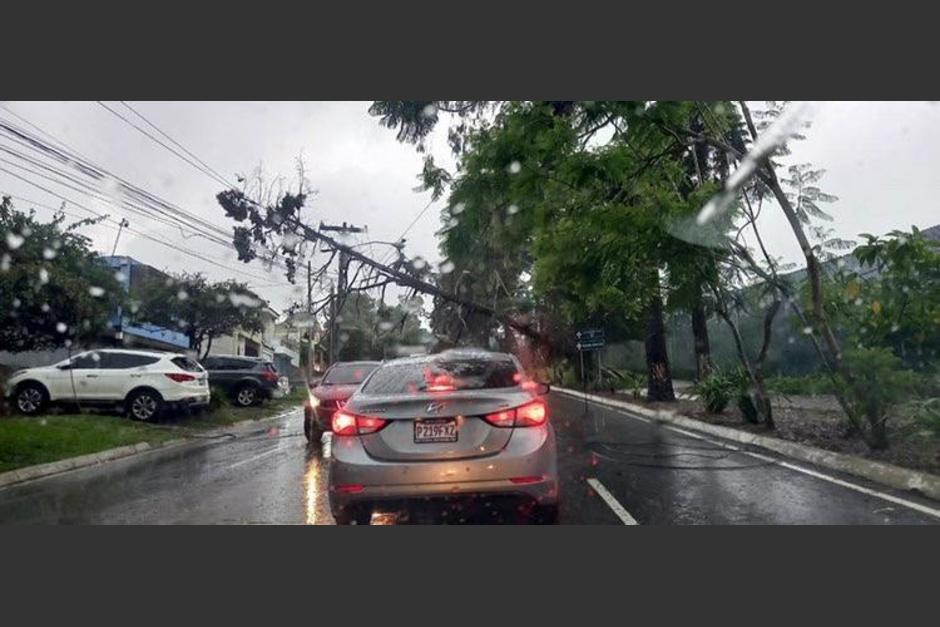Las lluvias provocaron la ca&iacute;da de &aacute;rboles en cuatro zonas de la ciudad de Guatemala. (Foto: Cortes&iacute;a/Soy502)&nbsp;