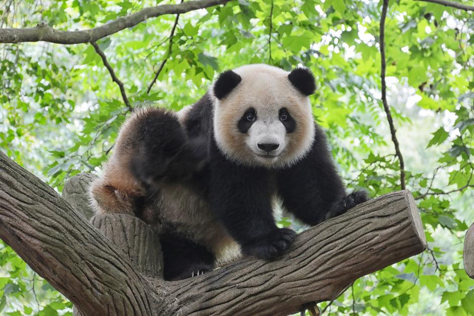 Los osos panda dejaron de ser especie en extinción y pasan a la clasificación de vulnerables. (Foto: Unsplash)