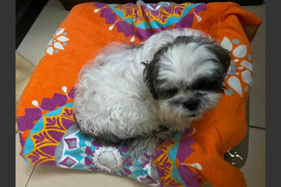 Logran primera sentencia por maltrato animal cometido en contra de la peque&ntilde;a "Luna". (Foto: Albergue Municipal de Mascotas)