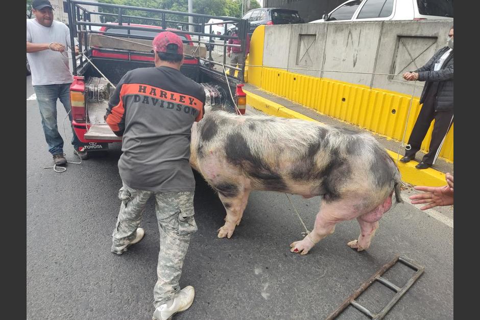 El cerdo fue rescatado y llevado hacia el vehículo que lo transportaba. (Foto: Amílcar Montejo)
