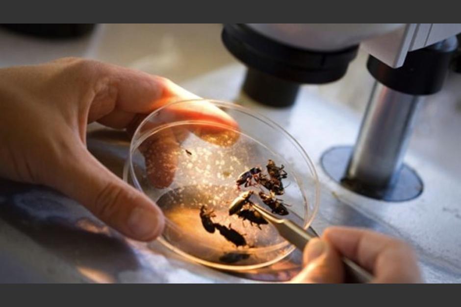 Guatemala inaugur&oacute; un laboratorio de Entomatolog&iacute;a Forense. (Foto ilustrativa / Criminoteca)&nbsp;