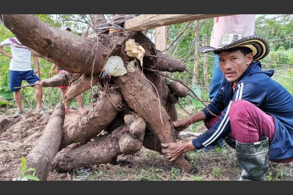 El agricultor resalt&oacute; que sus tierras son benditas por la fortuna de cosechar estos enormes tub&eacute;rculos. (Foto: Noticieros Televisa)
