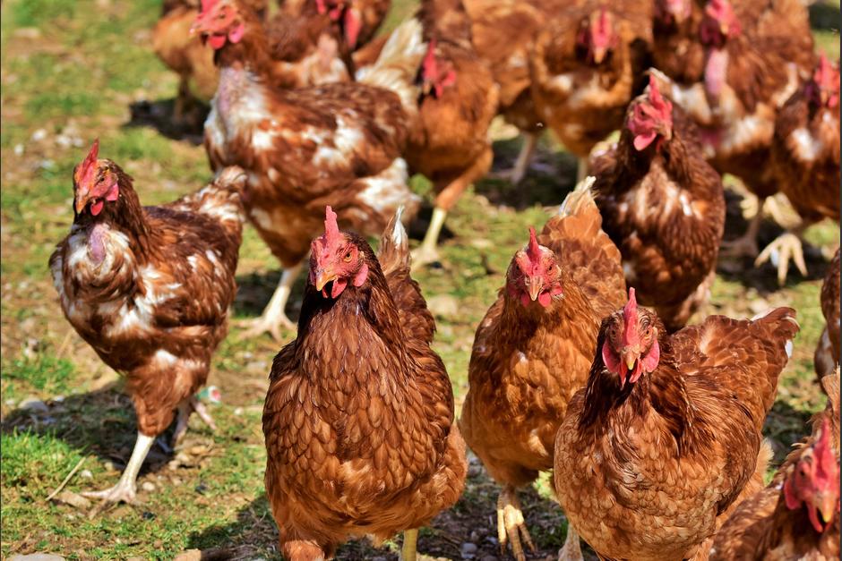 Los primeros casos detectados de gripe aviar en humanos en 1997, mató al 60 por ciento de víctima infectadas. (Foto: Pixabay)