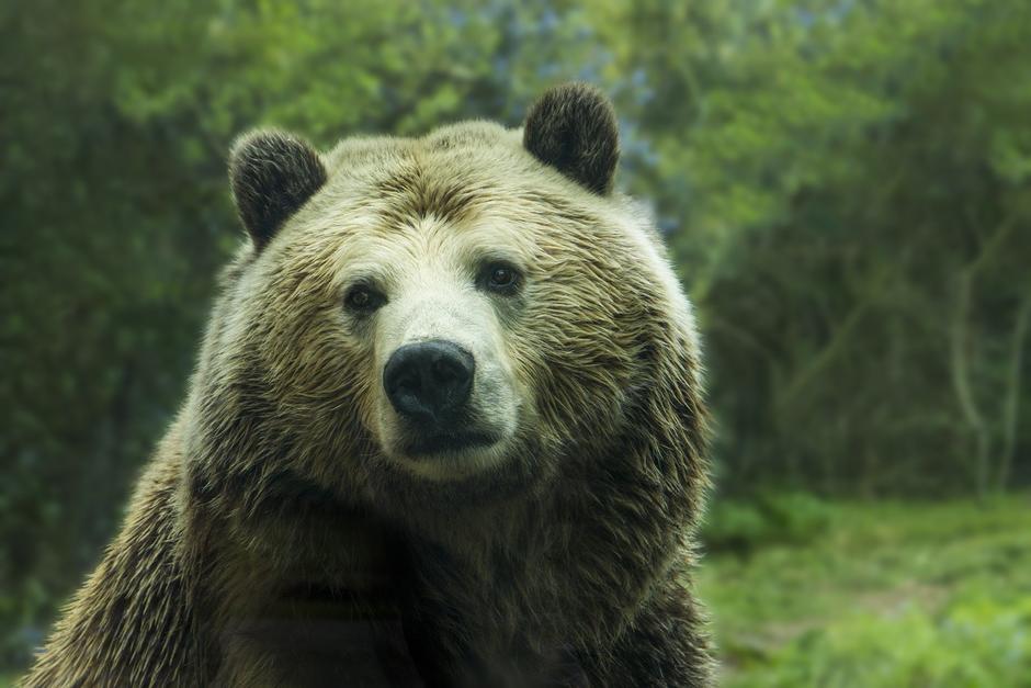 El oso parecía estar molesto durante su presentación. (Foto: Pixabay)